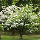 3 White Flowering Kousa Dogwood Trees, 12-24 Inch, Quart Pot Live Plants