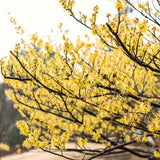 10 Live Yellow Witch Hazel Shrubs, Bare Root Plants For Outdoor Landscapes