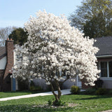 Live Star Magnolia Plant, Fragrant Blooms, 6-12 Inch Tall Garden Shrub