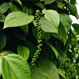 Live Black Pepper Plant, 3-6 Inch Tall, Well-Rooted Piper Nigrum Tree.