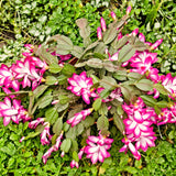 2 Live Pink Christmas Cactus Plants, 3-6 Inch Tall Houseplants For Gifts