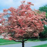 2 Pink Dogwood Trees, 6-12 Inch Live Plants In 2.5 Inch Pot, For Gardens