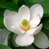 Sweetbay Magnolia Ornamental Tree, Live Plant, 6-12 In Tall, 2.5 In Pot