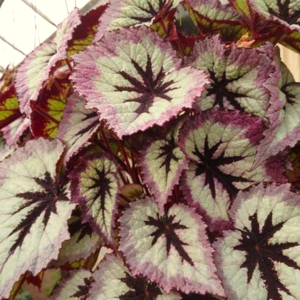 Fire Begonia Live Plant, Colorful 4-6 Inch Starter Plant For Indoor Decor
