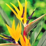 2 Live Strelitzia Reginae Plants, Mixed Bird Of Paradise, 4-8 Inches Tall