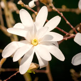 Live Star Magnolia Tree, 6-14 Inch Flowering Plant For Spring Garden Spaces