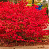 5 Live Bare Root Dwarf Burning Bush Plants, 6-12 Inch Tall Outdoor Shrubs