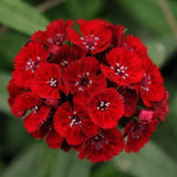 4 Live Red Dianthus Flower Plants, Outdoor Planting, Perennial Flowers