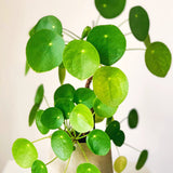 3 Pilea Peperomioides Live Houseplants, Money Plant, 3-5 Inches Height