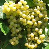 2 Live White Grape Vine Plants, 4-8 Inches Tall, Trellis Garden Starters