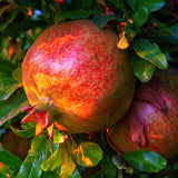 3 Live Red Pomegranate Trees, 8-10 Inch Tall Plants For Garden Growing