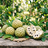 Live Sugar Apple Tree In 4 Inch Pot, Tropical Fruit Garden Starter Plant