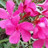 2 Hardy Pink Oleander Live Plants, Well-Rooted Shrubs, 4-6 Inches Tall