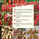 8 Awapuhi Shampoo Ginger Rhizomes, Indoor And Outdoor Planting Roots Set
