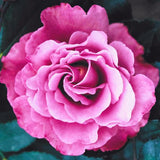 Live Purple Rose Bush For Garden Planting, Fragrant Blooms, 5-10 Inches