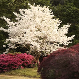 2 White Flowering Dogwood Outdoor Live Trees, 12-24 Inches Tall, Quart Pot