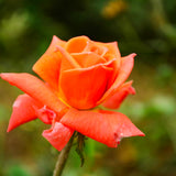 Live Orange Climbing Rose Plant, Flowering Landscape Plant For Gardens