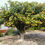 Live Loquat Fruit Tree Plant, Hardy Garden Tree, 10-14 Inch, Gallon Pot