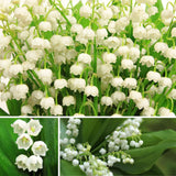 5 Lily Of The Valley Rhizomes, White Perennial Flowers For Garden Planting