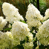 Live Green Hydrangea Shrub, Flowering Plant In 6-12 Inch Pot For Patio