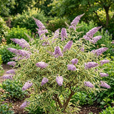 Buddleia Variegated Butterfly Bush, Vibrant Compact Shrub, 4-7 Inches Tall