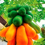 Live Papaya Fruit Tree, Tropical Plant 5-10 Inches Tall In A 4 Inch Pot