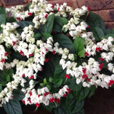 3 Live White Bleeding Heart Vine Plants, Bell-Shaped Flowers, 5-10 In.