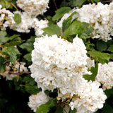 Live Japanese Viburnum Shrub, 2.5��� Pot For Outdoor Hedges And Landscaping