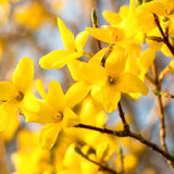 Yellow Flowering Forsythia Live Shrub, Well-Rooted Plant, 6-13 Inches Tall