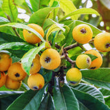 Live Loquat Fruit Tree Plant, 5-9 Inches Tall, Cold-Hardy Garden Potted