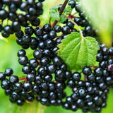 Elderberry Live Bush Plant, Edible Fruit, 8-12 Inches Tall For Growing