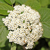 Live White Viburnum Shrub, 8-10 Inch Potted Flower Bush For Outdoor Garden
