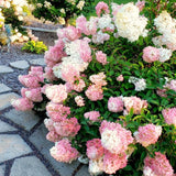 2 Live Hydrangea Shrubs, Pink White Flowers, 6-12 Inch Landscape Plants