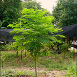 Live Moringa Oleifera Tree In 4 Inch Pot, Dwarf Perennial For Planting