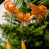 5 Live Orange Tiger Lily Bulbs, Turks Cap Perennial Flowers For Garden