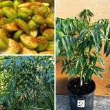 Live Green June Plum Tree, 2-3 Ft Tall, Tropical Fruit For Outdoor Gardens