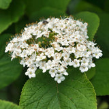 Live White Viburnum Shrub, 8-10 Inch Potted Flower Bush For Outdoor Garden