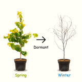Redbud Flowering Tree In Quart Pot, Spring Blooms For Garden Border Use