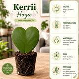 Rare Live Hoya Kerrii Houseplant, Heart-Shaped Green Leaves, 5-7 Inch Tall