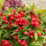 6-12 Inch Red Weigela Live Plant, Potted Ornamental Shrub For Garden Beds