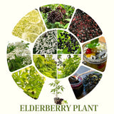 Live Black Elderberry Bush, Edible Berry Plant For Outdoors, 5-8 Inches
