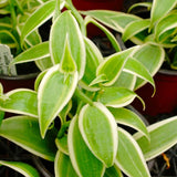 Live Variegated Vanilla Vine, 3-7 Inch Tall Outdoor Garden Flowering Plant