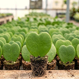 Rare Live Hoya Kerrii Houseplant, Heart-Shaped Green Leaves, 5-7 Inch Tall
