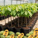 Asimina Triloba Pawpaw Live Fruit Tree, 6-12 Inch, Quart Pot, Cold Hardy
