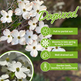 Live White Dogwood Flowering Tree, Well-Rooted Plant In 2.5-Inch Container