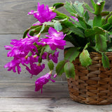 2 Live Purple Christmas Cactus Plants, 4-7 Inch Holiday Houseplants Decor