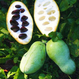 Asimina Triloba Pawpaw Live Fruit Tree, 6-12 Inch, Quart Pot, Cold Hardy