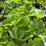 3 Cuban Oregano Live Plants, Green Culinary Herb For Gardens, 4-7 Inches