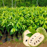 Live Guanabana Soursop Plant, 5-7 Inch Tropical Fruit Tree For Home Garden