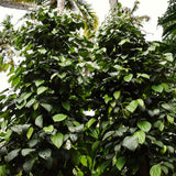 2 Live Black Pepper Plants, 3-6 Inch Tropical Climbing Vines, Starters